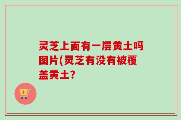 灵芝上面有一层黄土吗图片(灵芝有没有被覆盖黄土？