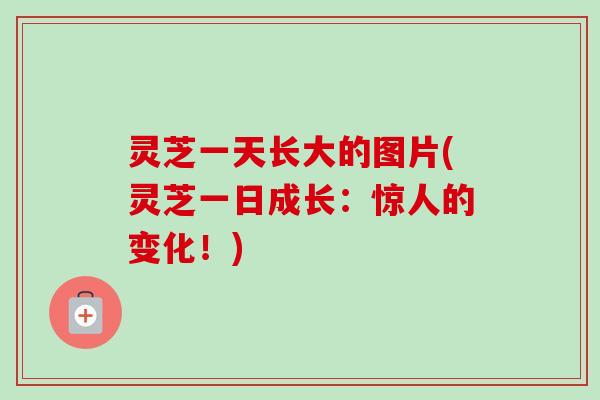 灵芝一天长大的图片(灵芝一日成长：惊人的变化！)