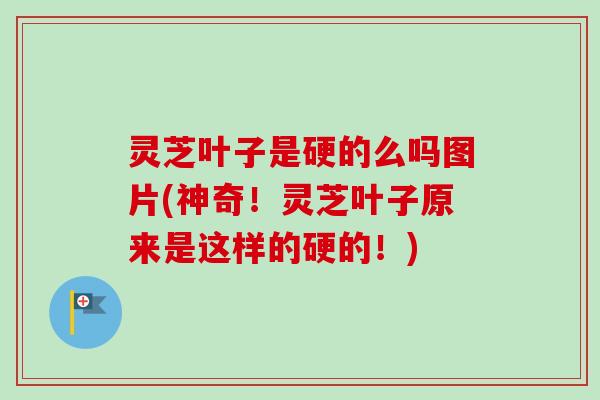 灵芝叶子是硬的么吗图片(神奇！灵芝叶子原来是这样的硬的！)