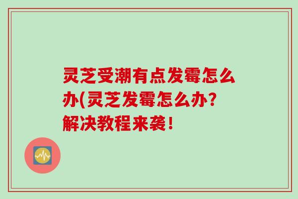 灵芝受潮有点发霉怎么办(灵芝发霉怎么办？解决教程来袭！