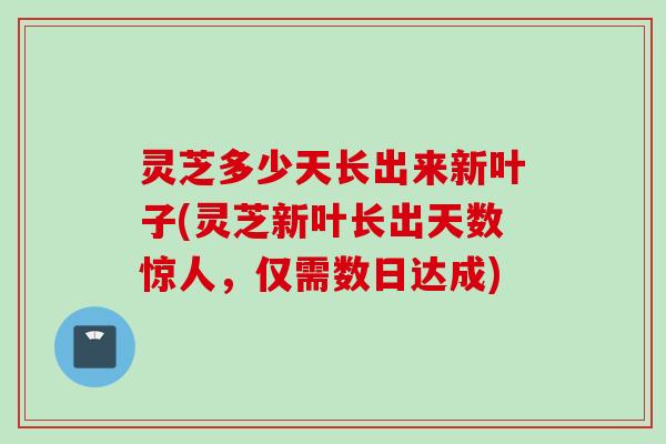 灵芝多少天长出来新叶子(灵芝新叶长出天数惊人，仅需数日达成)