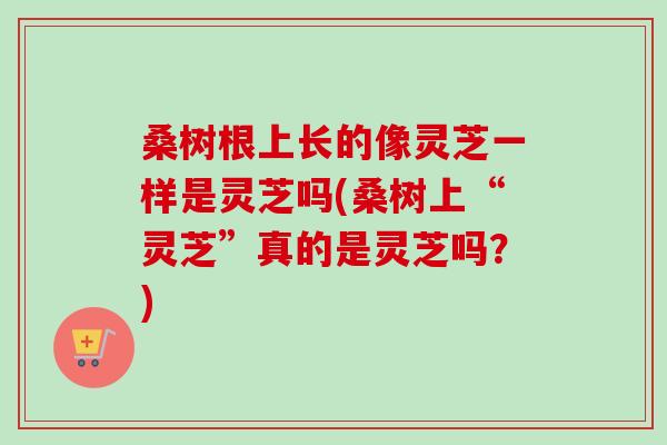 桑树根上长的像灵芝一样是灵芝吗(桑树上“灵芝”真的是灵芝吗？)
