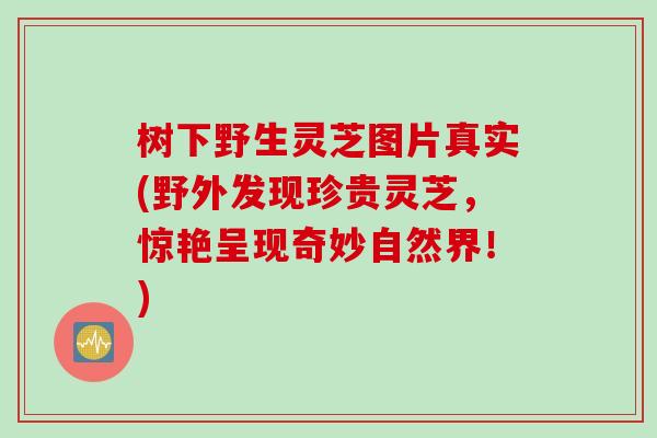 树下野生灵芝图片真实(野外发现珍贵灵芝，惊艳呈现奇妙自然界！)