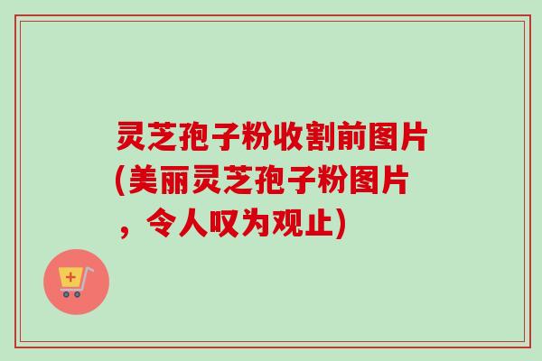 灵芝孢子粉收割前图片(美丽灵芝孢子粉图片，令人叹为观止)
