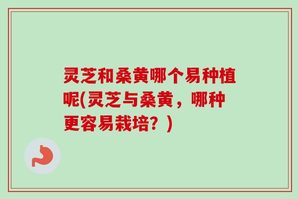 灵芝和桑黄哪个易种植呢(灵芝与桑黄，哪种更容易栽培？)