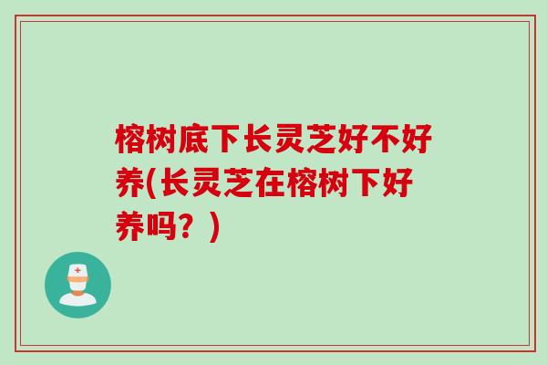 榕树底下长灵芝好不好养(长灵芝在榕树下好养吗？)