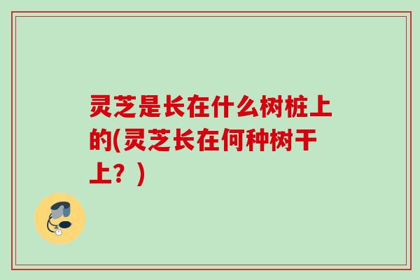 灵芝是长在什么树桩上的(灵芝长在何种树干上?) 灵芝是长在什么树桩上的(灵芝长在何种树干上?)