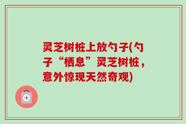灵芝树桩上放勺子(勺子“栖息”灵芝树桩，意外惊现天然奇观)