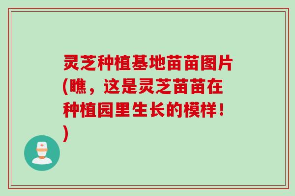 灵芝种植基地苗苗图片(瞧，这是灵芝苗苗在种植园里生长的模样！)