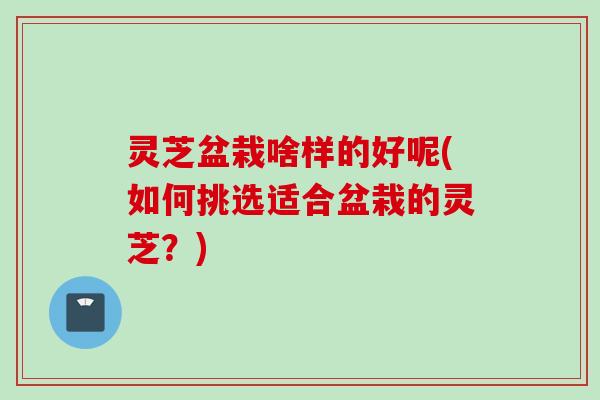 灵芝盆栽啥样的好呢(如何挑选适合盆栽的灵芝？)