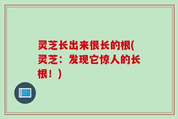 灵芝长出来很长的根(灵芝：发现它惊人的长根！)