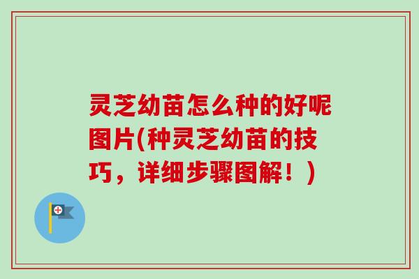 灵芝幼苗怎么种的好呢图片(种灵芝幼苗的技巧，详细步骤图解！)