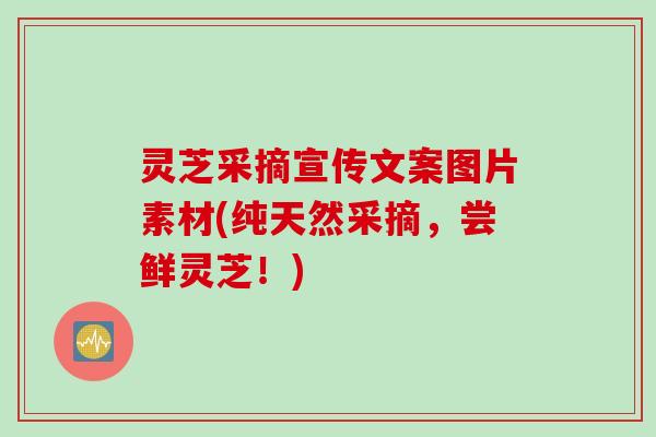 灵芝采摘宣传文案图片素材(纯天然采摘,尝鲜灵芝!) 灵芝采摘宣传文案图片素材(纯天然采摘,尝鲜灵芝!)