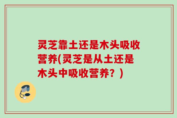 灵芝靠土还是木头吸收营养(灵芝是从土还是木头中吸收营养？)