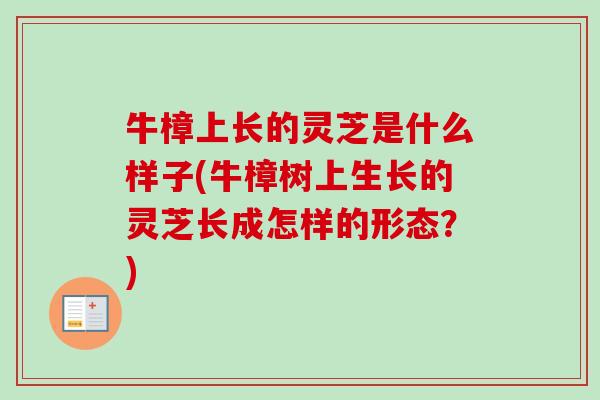 牛樟上长的灵芝是什么样子(牛樟树上生长的灵芝长成怎样的形态？)