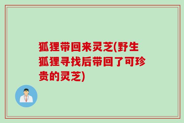 狐狸带回来灵芝(野生狐狸寻找后带回了可珍贵的灵芝)