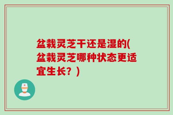 盆栽灵芝干还是湿的(盆栽灵芝哪种状态更适宜生长？)