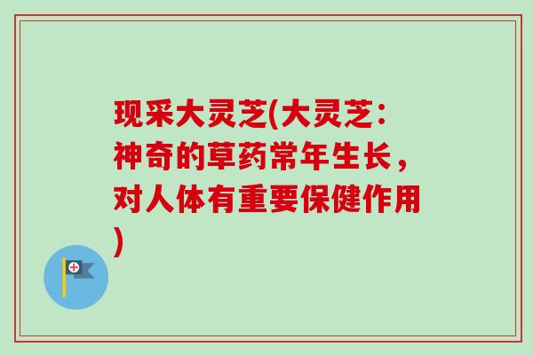 现采大灵芝(大灵芝：神奇的草药常年生长，对人体有重要保健作用)