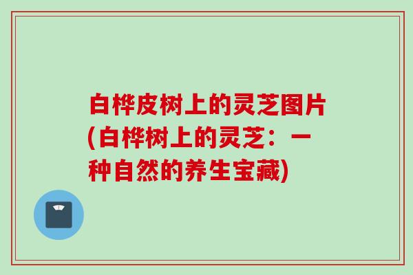 白桦皮树上的灵芝图片(白桦树上的灵芝：一种自然的养生宝藏)