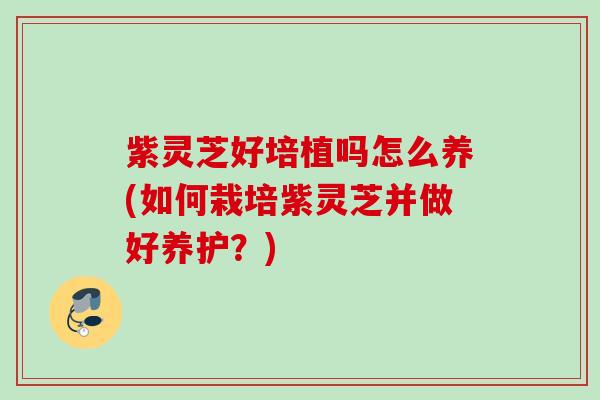 紫灵芝好培植吗怎么养(如何栽培紫灵芝并做好养护？)