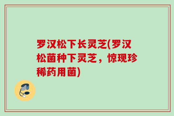 罗汉松下长灵芝(罗汉松菌种下灵芝，惊现珍稀药用菌)