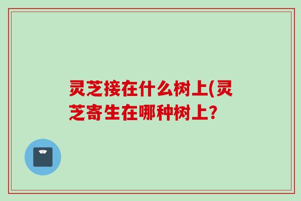 灵芝接在什么树上(灵芝寄生在哪种树上？