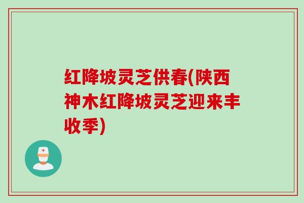 红降坡灵芝供春(陕西神木红降坡灵芝迎来丰收季)