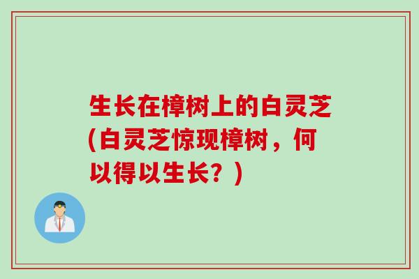 生长在樟树上的白灵芝(白灵芝惊现樟树，何以得以生长？)