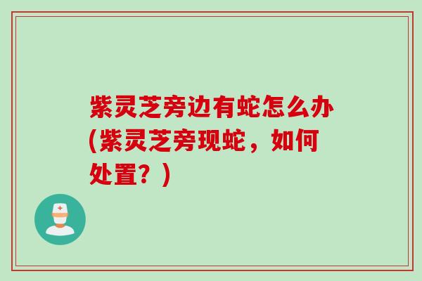 紫灵芝旁边有蛇怎么办(紫灵芝旁现蛇，如何处置？)