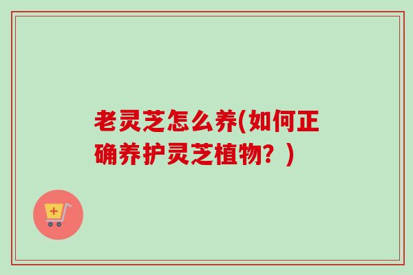 老灵芝怎么养(如何正确养护灵芝植物？)