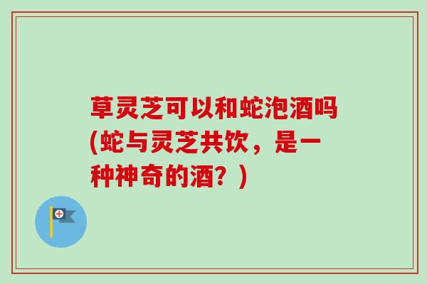 草灵芝可以和蛇泡酒吗(蛇与灵芝共饮，是一种神奇的酒？)