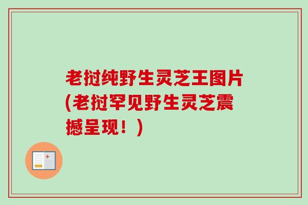 老挝纯野生灵芝王图片(老挝罕见野生灵芝震撼呈现！)