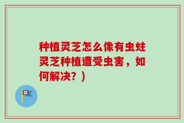 种植灵芝怎么像有虫蛀灵芝种植遭受虫害，如何解决？)