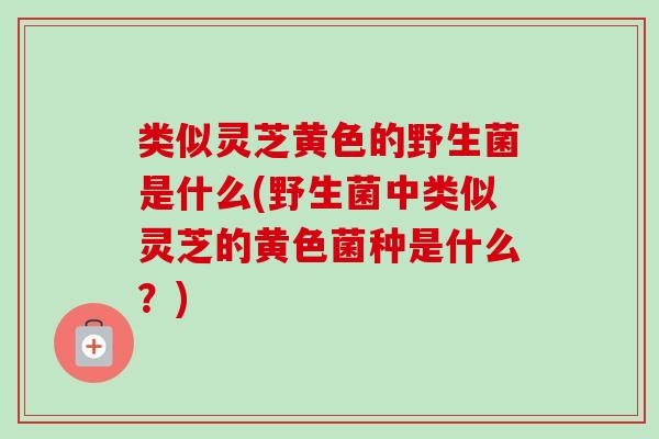 类似灵芝黄色的野生菌是什么(野生菌中类似灵芝的黄色菌种是什么？)