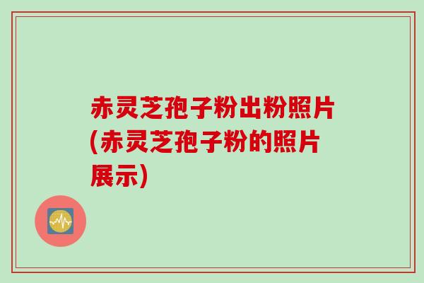 赤灵芝孢子粉出粉照片(赤灵芝孢子粉的照片展示) 赤灵芝孢子粉出粉照片(赤灵芝孢子粉的照片展示)