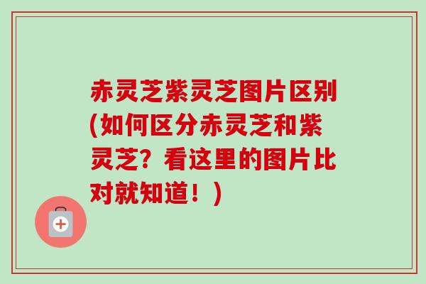 赤灵芝紫灵芝图片区别(如何区分赤灵芝和紫灵芝？看这里的图片比对就知道！)