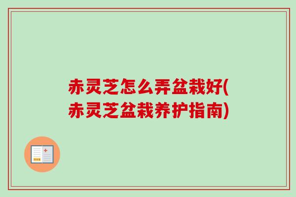 赤灵芝怎么弄盆栽好(赤灵芝盆栽养护指南)
