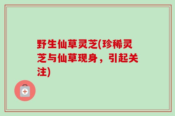 野生仙草灵芝(珍稀灵芝与仙草现身,引起关注) 野生仙草灵芝(珍稀灵芝与仙草现身,引起关注)