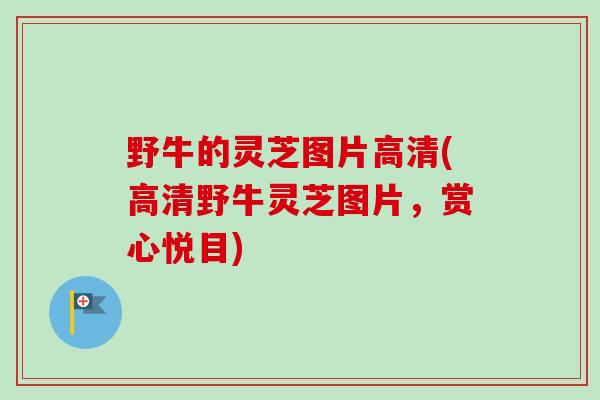 野牛的灵芝图片高清(高清野牛灵芝图片，赏心悦目)