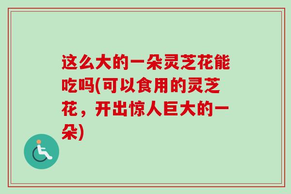 这么大的一朵灵芝花能吃吗(可以食用的灵芝花，开出惊人巨大的一朵)