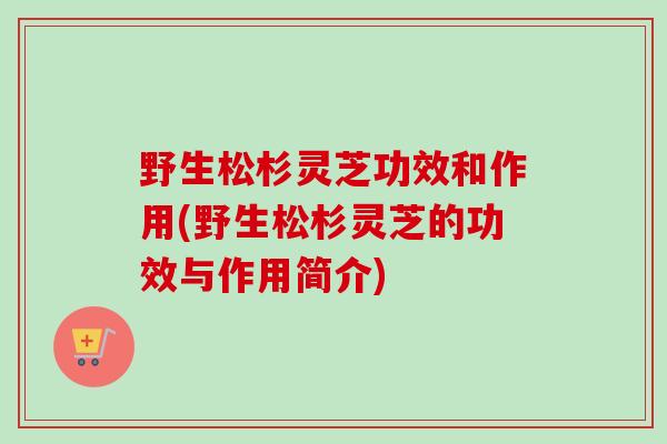 野生松杉灵芝功效和作用(野生松杉灵芝的功效与作用简介)