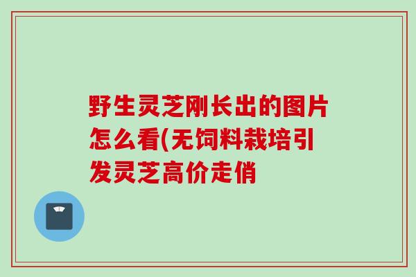 野生灵芝刚长出的图片怎么看(无饲料栽培引发灵芝高价走俏