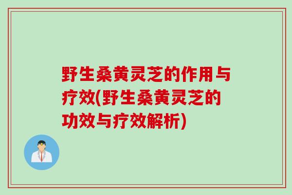 野生桑黄灵芝的作用与疗效(野生桑黄灵芝的功效与疗效解析)