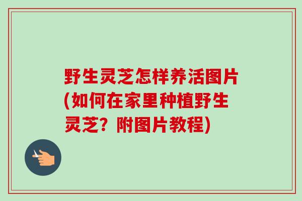野生灵芝怎样养活图片(如何在家里种植野生灵芝？附图片教程)
