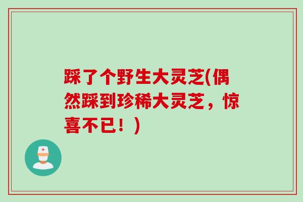 踩了个野生大灵芝(偶然踩到珍稀大灵芝，惊喜不已！)