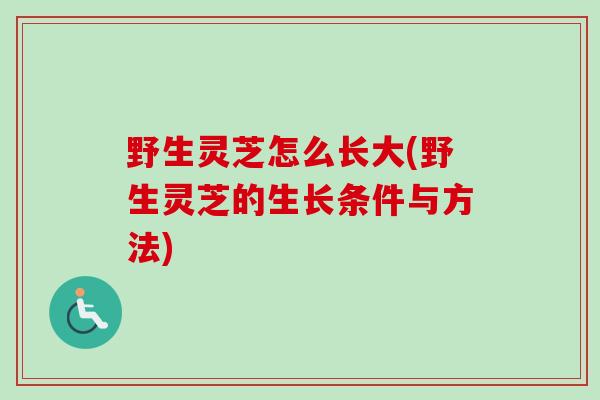 野生灵芝怎么长大(野生灵芝的生长条件与方法)