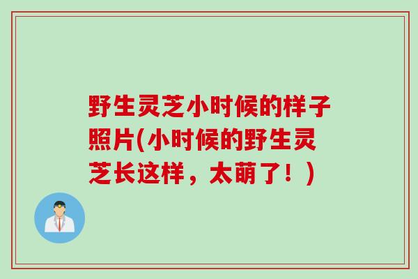 野生灵芝小时候的样子照片(小时候的野生灵芝长这样,太萌了!) 野生灵芝小时候的样子照片(小时候的野生灵芝长这样,太萌了!)