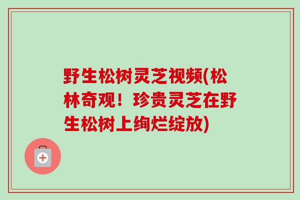 野生松树灵芝视频(松林奇观！珍贵灵芝在野生松树上绚烂绽放)