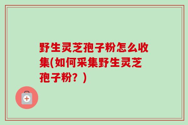 野生灵芝孢子粉怎么收集(如何采集野生灵芝孢子粉？)