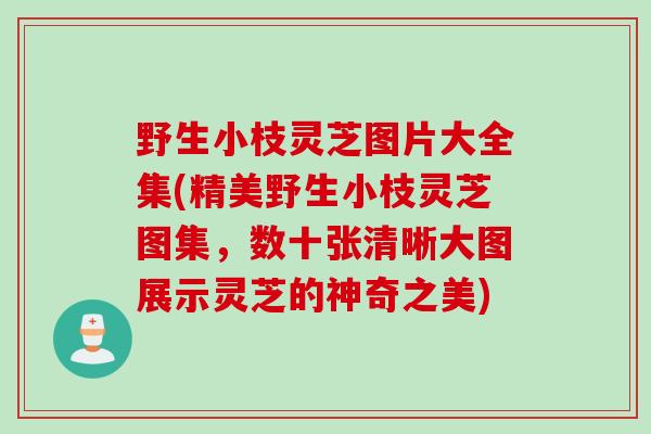 野生小枝灵芝图片大全集(精美野生小枝灵芝图集，数十张清晰大图展示灵芝的神奇之美)